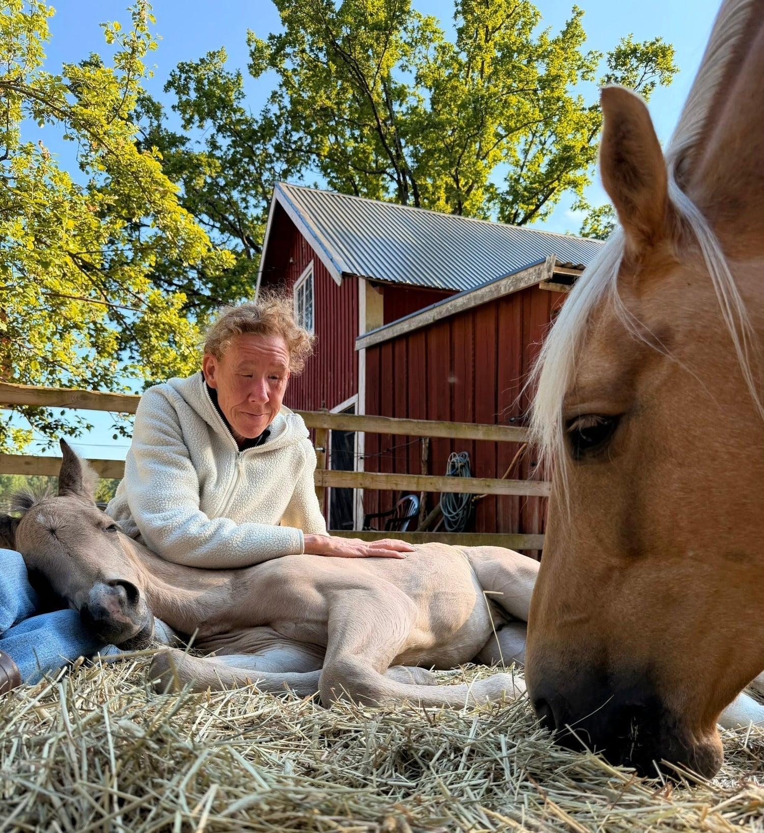 Feel over sight: my journey with foal training