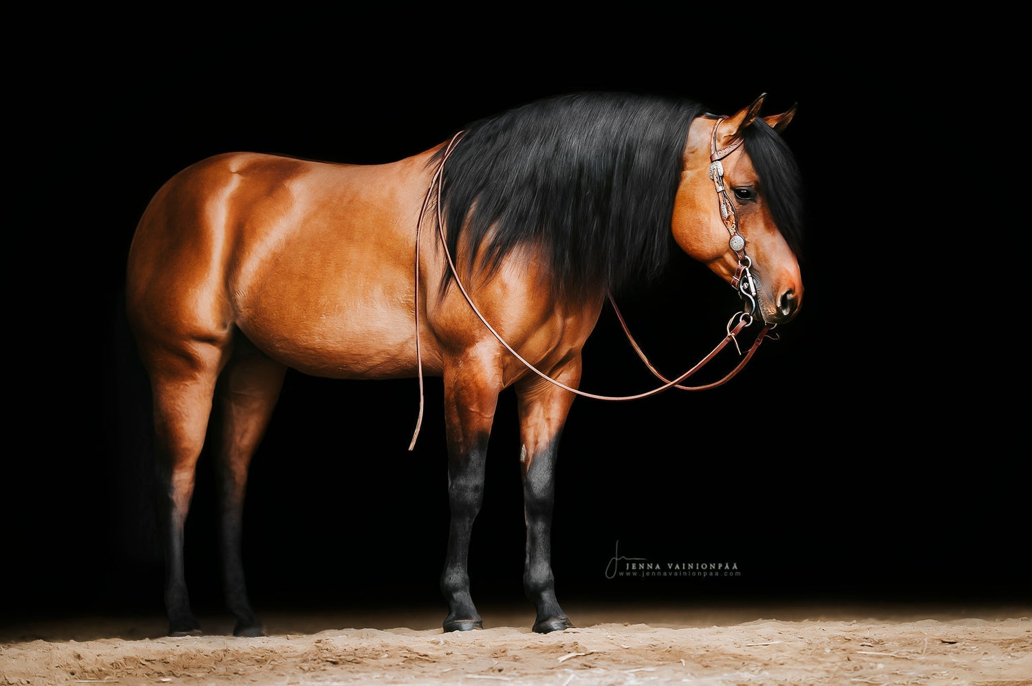 My Passion for Horse Breeding and the Foals That Inspire Me