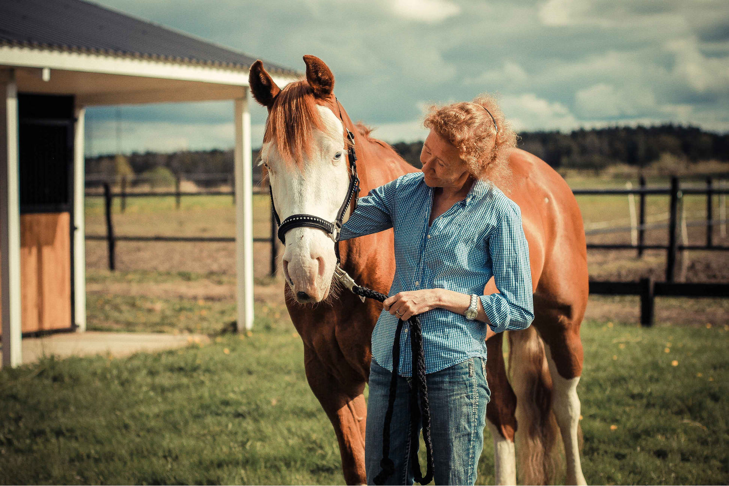 My Journey Back to Horses