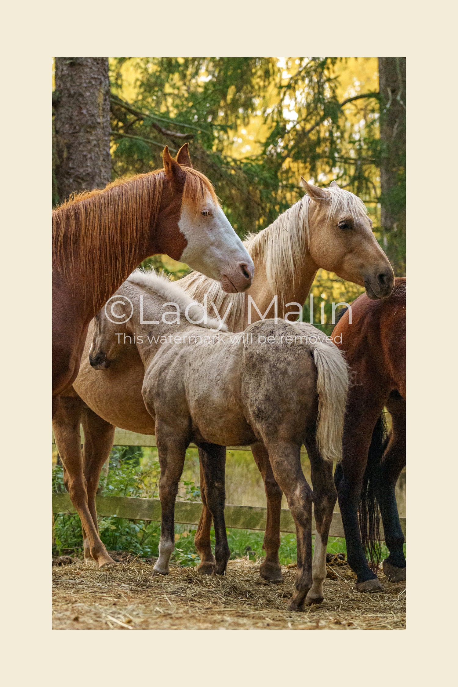 Forest Horses Digital Download